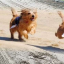 Racen en Coursen in Spaarndam