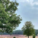 Wandeling in Hilversum