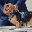 NORFOLK EVENT: gezellige en informatieve dag met veel leuke activiteiten en een Jonge Honden- en Nestkeuring, Veteranenkeuring én Aankeuring
