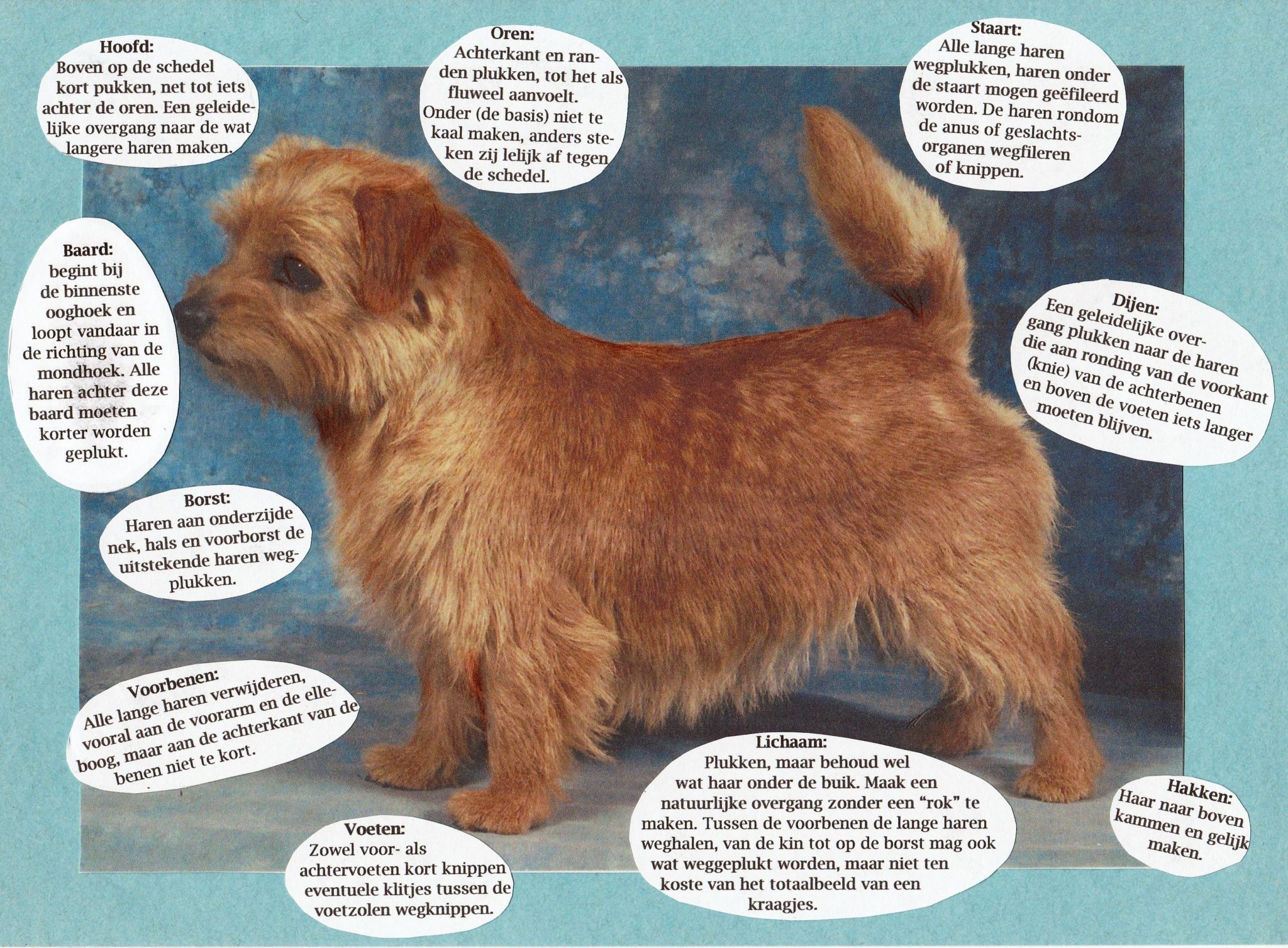 Trimschema voor de Norfolk terriër Norfolk Terriër Club Nederland